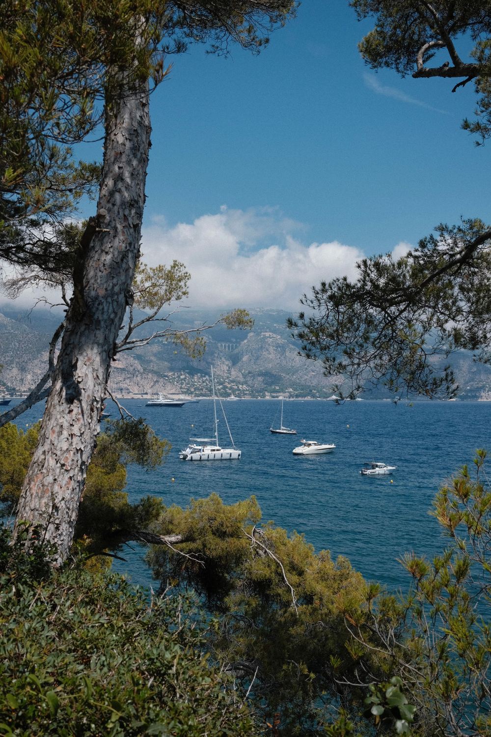 Yachts at anchor in a bay on the French Riviera, seen between pine trees